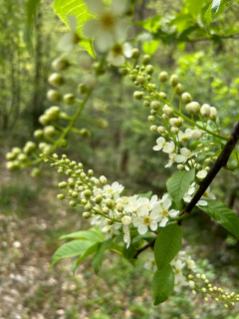 Traubenkirsche (Foto: Lina Bonafiglia)
